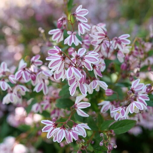 Deutzia x Yuki Kabuki Proven Winners Deutzia | SiteOne US